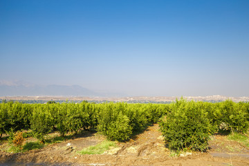Fototapeta na wymiar The field with smooth rows of fruit trees against the mountains in a haze of fog and bright blue cloudless sky. Fruitgrowing. Pomegranate garden in the mountains of Turkey