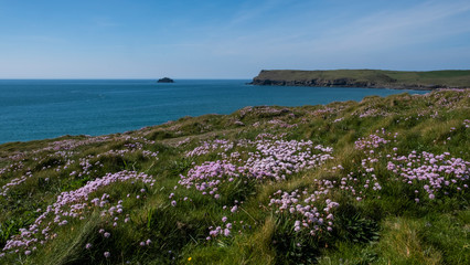 Pink sea thrift flowers, Armeria Maritima, growing on the Cornish coast Cornwall England © Snapvision