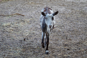 Fototapeta premium Portraits of very cute funny brown goats on a farm in summer