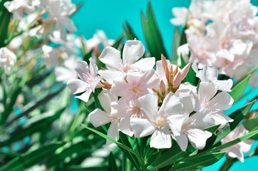 Blooming White Oleander flowers (Oleander Nerium). - Image