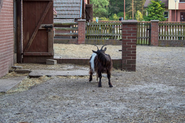 Mountain brown and white goat that lives on a farm in Europe