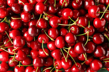 Many sweet ripe cherry as background
