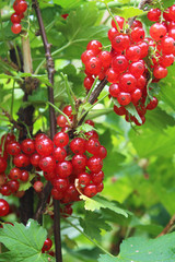 Ribes rubrum commonly Red Currant cultivated in the garden, organic, macro photography