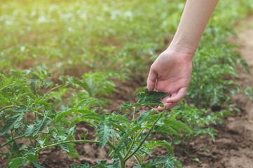 Teen girl touches hands with green plants in the garden. Care of the Environment. Ecology concept