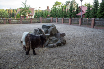 Mountain brown and white goat that lives on a farm in Europe