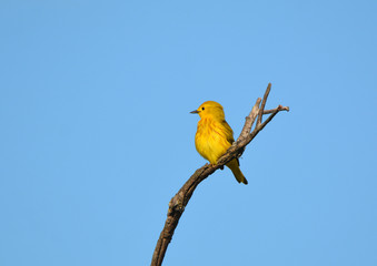Yellow Warbler close up