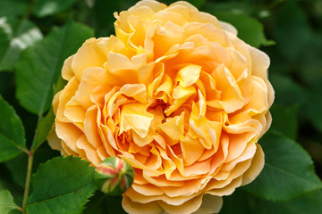Blooming yellow rose in the garden on a sunny day. David Austin Rose Golden Celebration