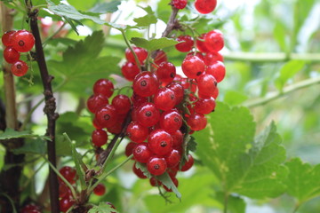 Ribes rubrum commonly Red Currant cultivated in the garden, organic, macro photography