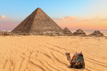 Fototapeta na wymiar Nice camel resting near the Pyramid of Menkaure in Giza, Egypt