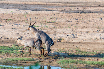 Waterbuck bull trying to mate with an unwilling cow