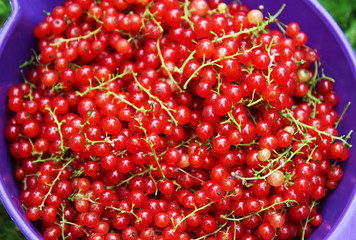 Ribes rubrum commonly Red Currant cultivated, macro photography