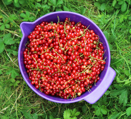 Ribes rubrum commonly Red Currant cultivated, organic, macro photography