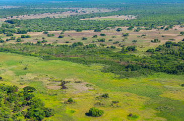Fruit Bat colony, Mushitu Swamp Forest in Kasanka National Park, Serenje, Provincia central, Zambia, Africa