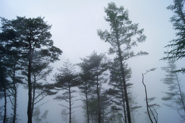 아침안개가 가득한 산의 도로