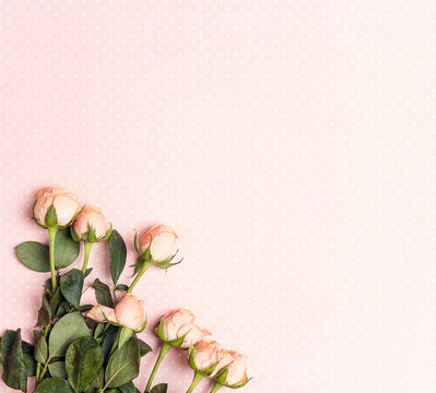Little rose on a pink polka dot background. Place for text.