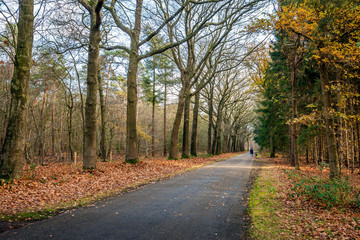 Walking the dog in an autumnal forest