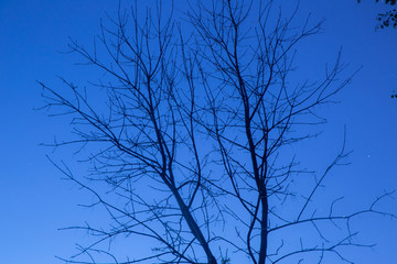 dead tree in the night sky