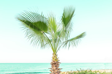 Blue palm tree on a beach. Toned. Tropical series.