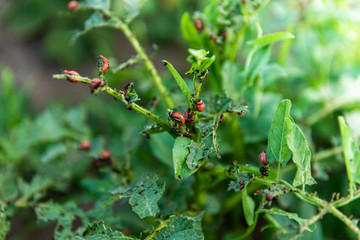 Colorado potato beetle larvae on young potato leaves.
