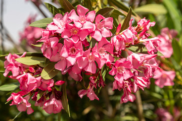 Beautiful Pink Blooms