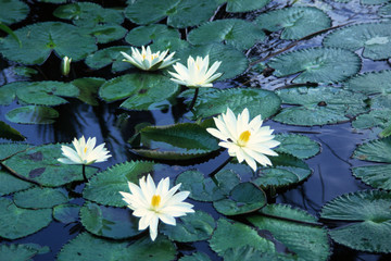 seerosen in weiß © fotobild40