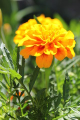 orange flower in the garden