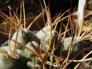 The thorns and bud of the Gymnocalycium on closer inspection