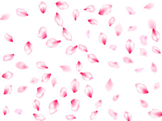 Pink cherry blossom petals isolated