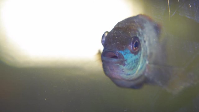 The fish in the aquarium. Portrait of a South American aquarium fish of the cichlid family called Laetacara curviceps. Close up. Selective focus