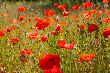 Obraz premium Poppy flowers in a field with wild flowers.