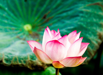 Pink lotus flower in pond, Chiangmai province Thailand