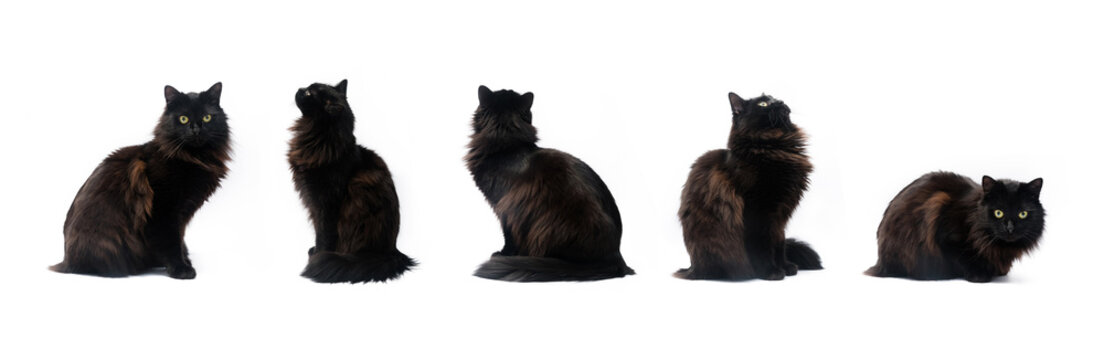 Composite of black cat in different poses isolated on white background. Clipping path, different variation of pet poses