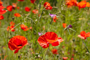 Poppy flowers in a field with wild flowers.