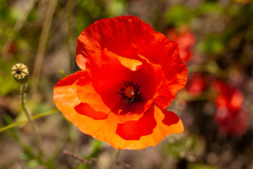 Red poppy flower or in latin papaver rhoeas poppy. close up Image.