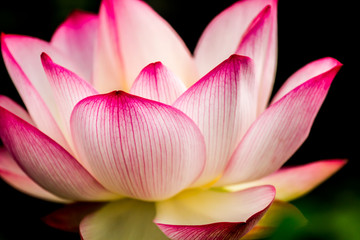 Fototapeta na wymiar Pink lotus flower in pond, Chiangmai province Thailand