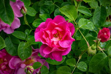 Naklejka na ściany i meble David Austin English shrub rose pink bloom, Wolverhampton