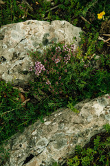 Fragrant herbs for tea. Thyme grows between stones. Healthy eating concept