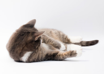 Domestic cat isolated on white background. Clipping path, copy s