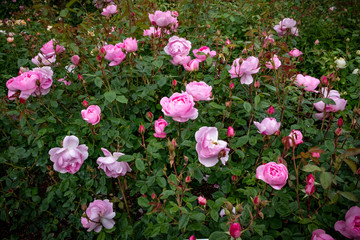 David Austin English shrub rose pink cabbage bloom, Albrighton, Wolverhampton