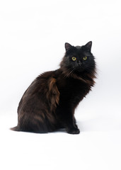 Black cat isolated on white background. Clipping path, copy spac