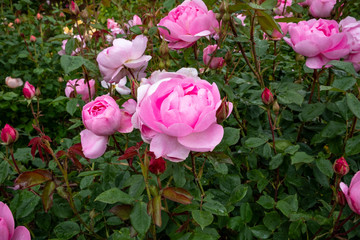 David Austin English shrub rose pink cabbage bloom, Albrighton, Wolverhampton