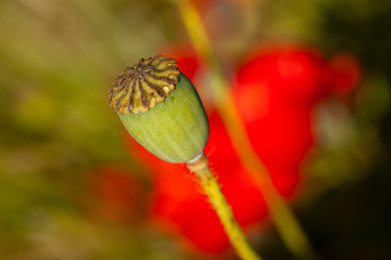 Obraz premium Poppy capsule close up with selective focus. Drug, opium, narcotics production.