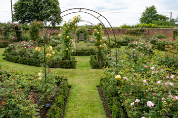 David Austin English shrub rose garden with arches, Albrighton, Wolverhampton