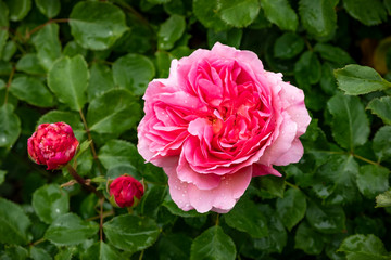 David Austin English shrub rose pink cabbage bloom, Wolverhampton