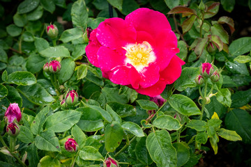 David Austin English shrub rose red bloom, Wolverhampton