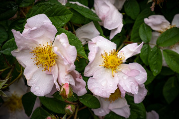 David Austin English shrub rose pink bloom, Wolverhampton