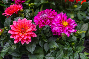 Fototapeta premium Seedling of summer purple dahlia in a flower pot.