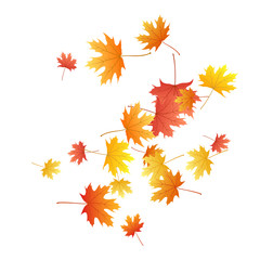 Fototapeta premium Maple leaves vector background, autumn foliage on white graphic design.