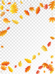 Oak, maple, wild ash rowan leaves vector, autumn foliage on transparent background.