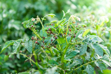 Colorado potato beetle larvae on young potato leaves.